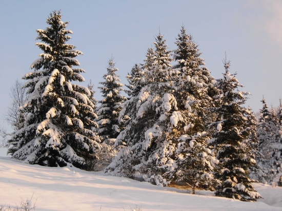 Zasnežená   krajina