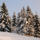 Zasnežená   krajina