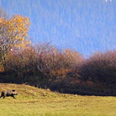 Diviačik :)