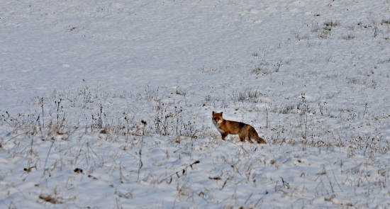 Líška Hrdzavá (Vulpes vulpes)