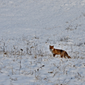 Líška Hrdzavá (Vulpes vulpes)