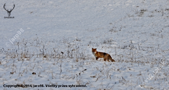 Líška Hrdzavá (Vulpes vulpes)