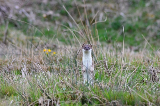 Hranostaj čiernochvostý (mustella erminea)