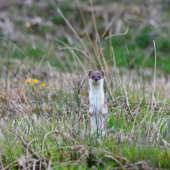 Hranostaj čiernochvostý (mustella erminea)