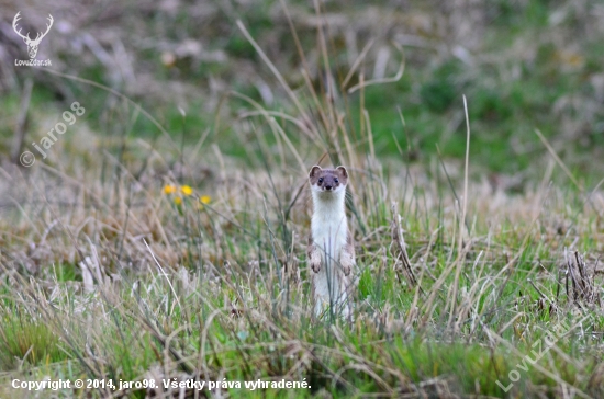 Hranostaj čiernochvostý (mustella erminea)