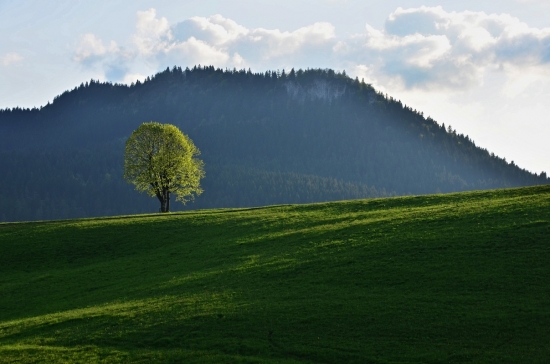 Sám strom v poli :)