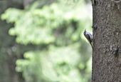 Kôrovník dlhoprstý (Certhia familiaris)