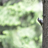 Kôrovník dlhoprstý (Certhia familiaris)