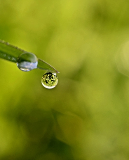 Kvapka rosy