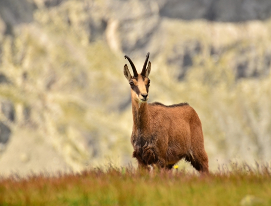 Kamzík tatranský