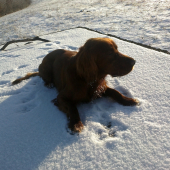 Lordo