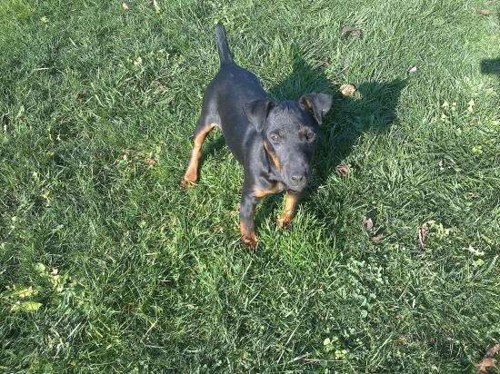 Môj jagdterrier OXA :)