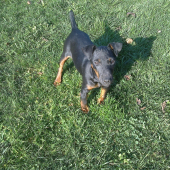 Môj jagdterrier OXA :)