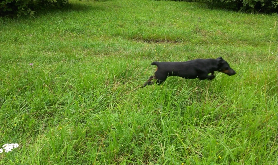 lietajuci jagdterrier