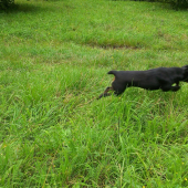 lietajuci jagdterrier