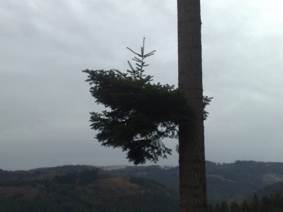 Stromček na strome :)