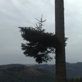 Stromček na strome :)