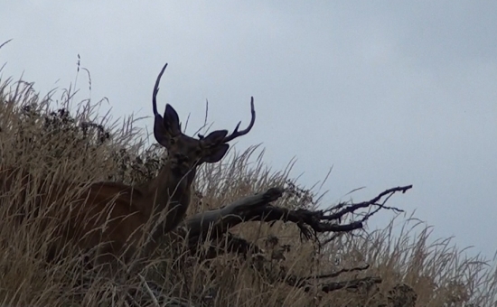 sme dvaja ako jeden.DD