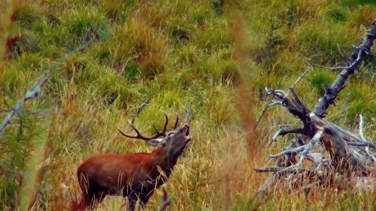 so sekerom a holubom02211