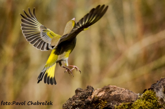 carduelis chloris