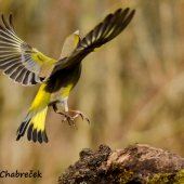 carduelis chloris