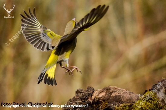carduelis chloris