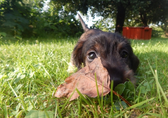 ach, ten psí kukuč :))