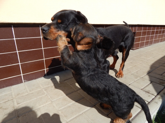 Areskova pusa na rozlúčku