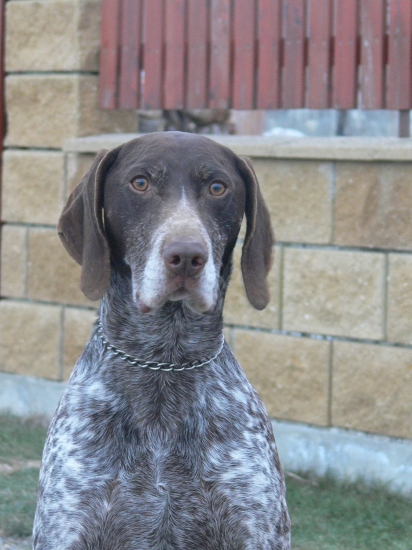 Muj německý krátkosrstý ohař Bart.