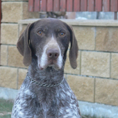 Muj německý krátkosrstý ohař Bart.