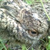 Mladí zajíčci,ve vinohradu