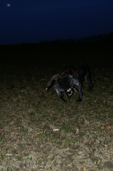 Dohledávka postřelené husy.