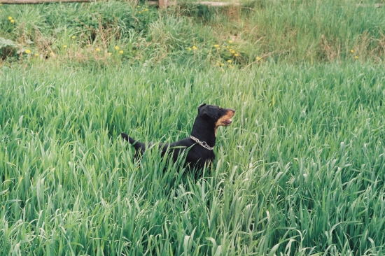 Emír,vynikající hledání.