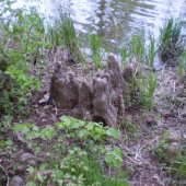 Surikaty.Břeclav lužní les.