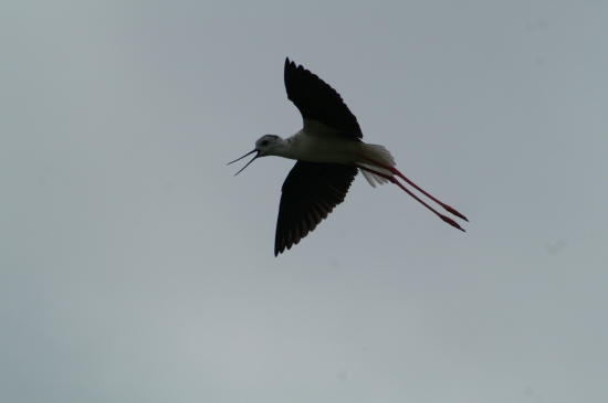 Pisila čáponohá (Himantopus himantopus)