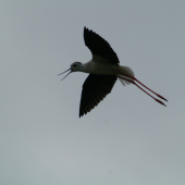Pisila čáponohá (Himantopus himantopus)