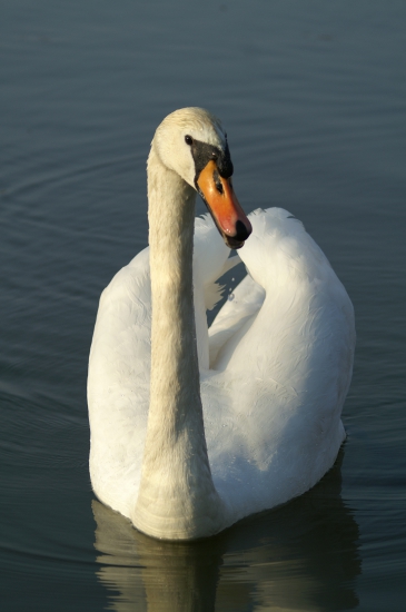 Labuť