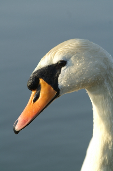 Labuť