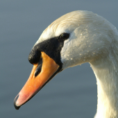 Labuť