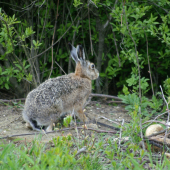 Zajíc polní.
