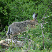 Zajíc polní.
