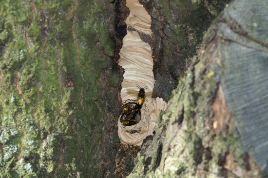Sršni, hnízdo  v přírodě.