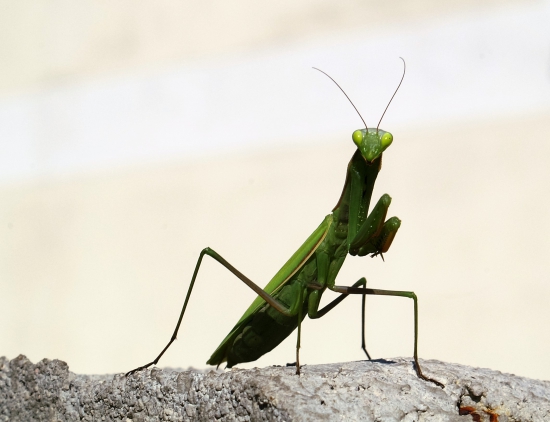 Kudlanka nábožná (Mantis religiosa)