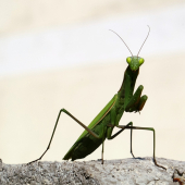 Kudlanka nábožná (Mantis religiosa)