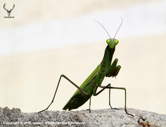 Kudlanka nábožná (Mantis religiosa)