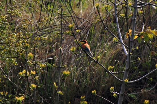 Vlha pestrá (Merops apiaster)