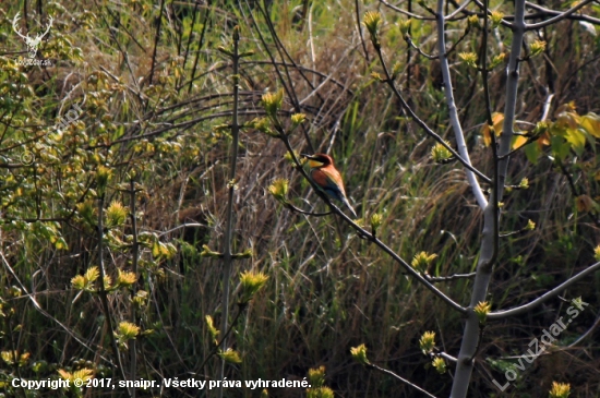 Vlha pestrá (Merops apiaster)