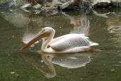 Pelikán bílý (Pelecanus onocrotalus)