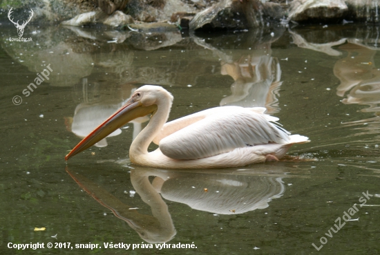 Pelikán bílý (Pelecanus onocrotalus)