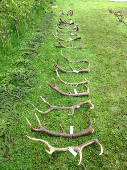 Prehliadka jeleních zhodov - Stredné Považie